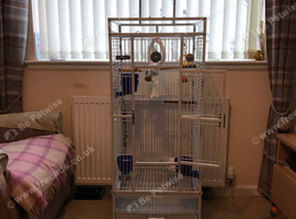 Parakeet cage in excellent condition Forfar