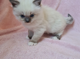 Beautiful munchkin kittens READY SOON