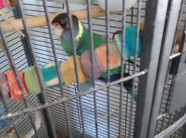 Australian Ringneck Parrot