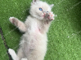Beautiful Tonkdoll Kittens &ndash; 2 Boys & 2 Girls