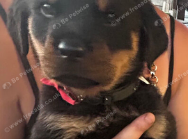 Gorgeous Rottweiler pups