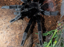 Mexican red rump male