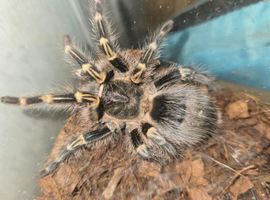 Grammostola pulchripes Tarantula - Chaco Golden Knee