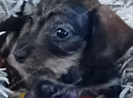 Kc Miniature wire haired dachshund pups
