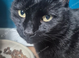 Bilbo - Friendly, Vocal, loves cuddles, neutered and chipped, 3 yrs old