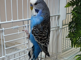 Wanted mixed budgies all colours