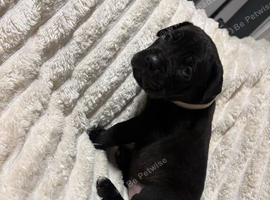 Cane corso x pups