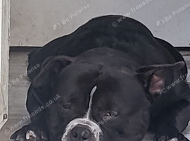 Sad Rehome