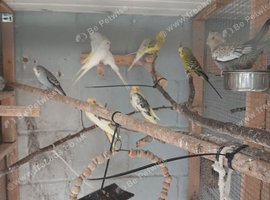 Budgies for sale