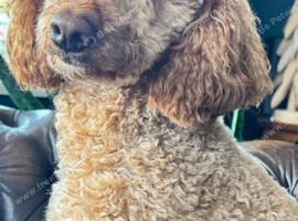 Kc beautiful male poodle