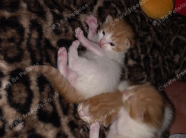 Half maine coon kittens