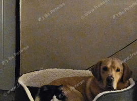 7 year old Labrador