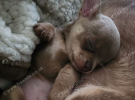 2 x stunning lilac chihuahuas