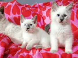 Ragdoll x  kittens