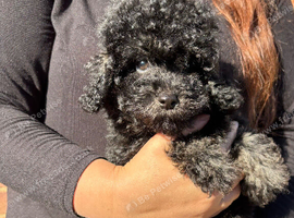 Handsome toy Cavapoo boy