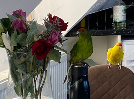 Two kakariki parrots