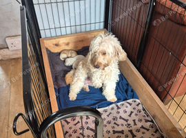 GIRL COCKERPOO PUPPY