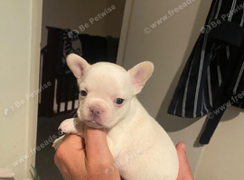 Adorable frenchie puppies