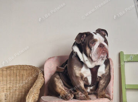 Lovely Chocolate Male English Bulldog