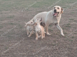 Labrador