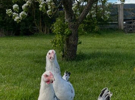 Gorgeous Variety of Point of Lay Hens