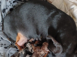 Adorable Miniature dachshund puppies Ready Now