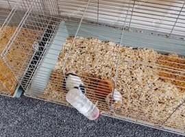 Guinea pigs for sale
