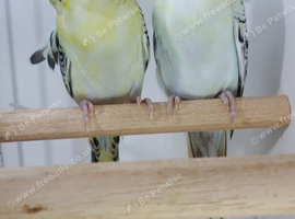 Two Female Hagaromo Texas Clear Body