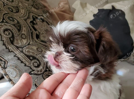 My shih tzu small female