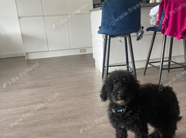 Miniature golden doodle bitch