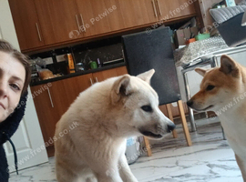 Bear Pure Japanese Akita 11months old