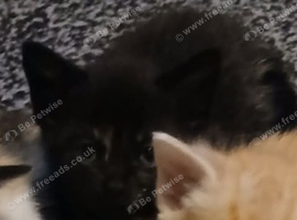 Female kitten looking for her forever home