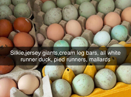 Mixed eggs
