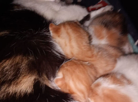Calico kittens