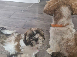 Shih Tzu Puppy's  ️
