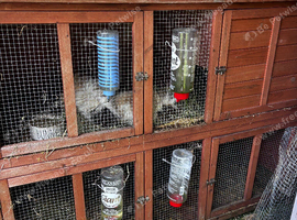4 guinea pigs