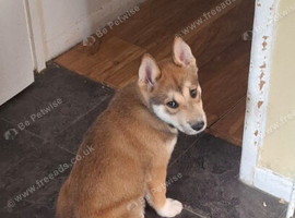 Rehome 6 month old husky +nikita