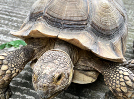 Heterozygous sulcata tortoise