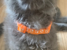 TICA registration Blue Maine coon kittens