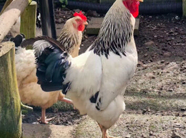 Light Sussex hatching eggs