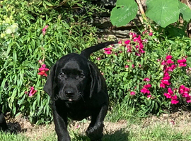 Labrador Retreivers Great pups For sale KC REG