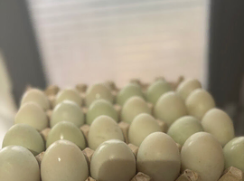 Fertile Indian runner duck eggs