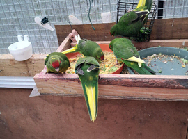 Baby  Kakariki  For Sale  .