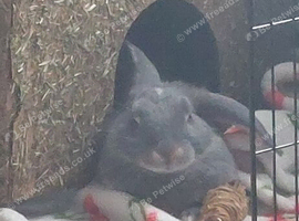 Blue Otter mini lop slate grey colour