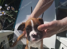 KC registered Bobtail boxer looking for sale