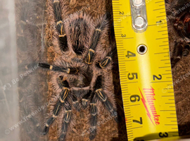 Healthy Chaco Golden Knee Tarantula (Grammostola pulchripes) ~3.5" Leg Span