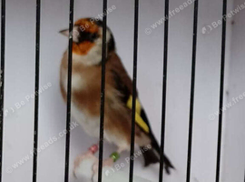 GOLDFINCHES