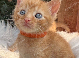 FULL GINGER KITTENS AND GREY TABBY KITTENS TO RESERVE