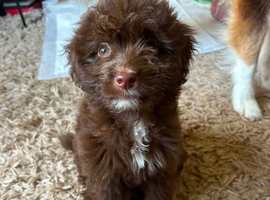 Cavapoo cross Pomsky