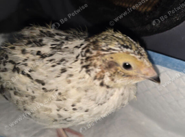 Japanese quail